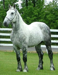 Percheron Horses